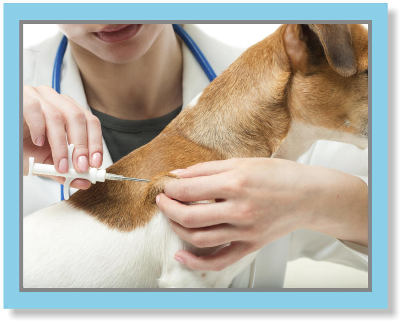 Pet Vaccinations | Protect Your Pet From Diseases